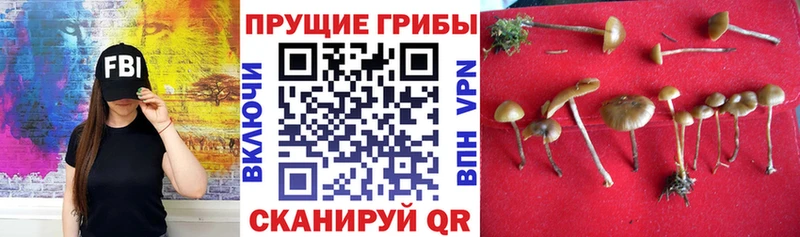 Псилоцибиновые грибы Cubensis  купить   Добрянка 